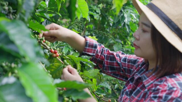 Young asian woman coffee farmer is harvesting coffee berries in many are selectively picked by hand carefully choosing only the ripe cherries and leaving unripe ones for future harvests.	