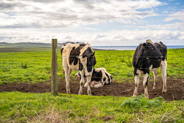 Cows graze in a meadow at Point Reyes