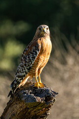 Red-shouldered Hawk sitting on a stump. 