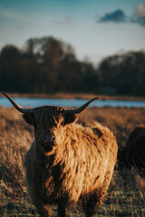 highland cow