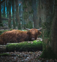 scottish highland cow in a field