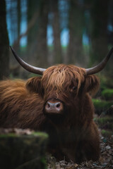scottish highland cow with horns