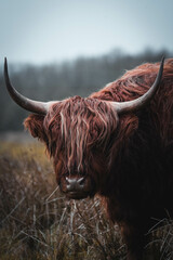 scottish highland cow with horns