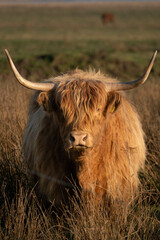 highland cow in the grass