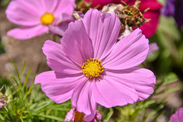 Obraz premium Cosmos