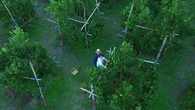 Aerial top view of orange plantation on sunny day in farm agriculture area chiang mai pha daeng Thailand, orange garden. agricultural concept
