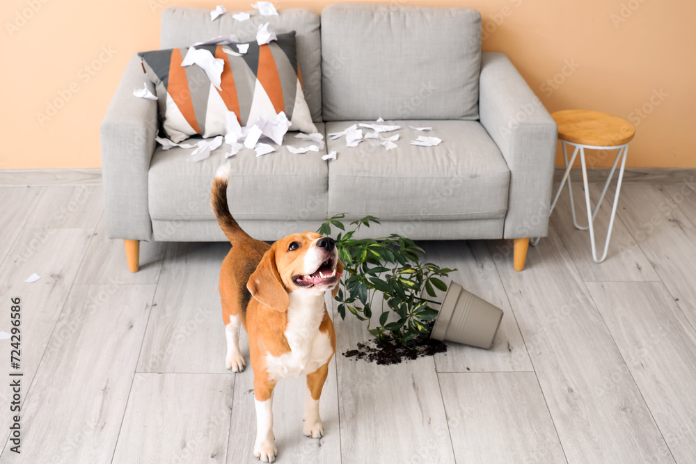 Sticker Naughty Beagle dog with torn paper and overturned houseplant in messy living room