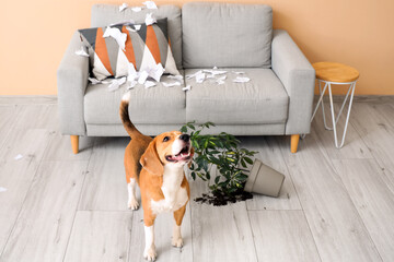 Naughty Beagle dog with torn paper and overturned houseplant in messy living room