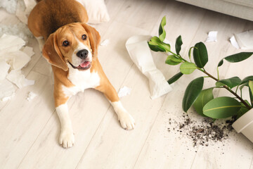 Naughty Beagle dog with torn pillows, toilet paper rolls and overturned houseplant lying on floor...