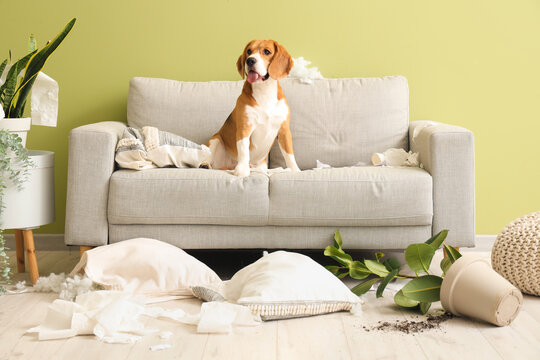 Naughty Beagle dog with torn pillows, toilet paper roll and overturned houseplant sitting on sofa in messy living room