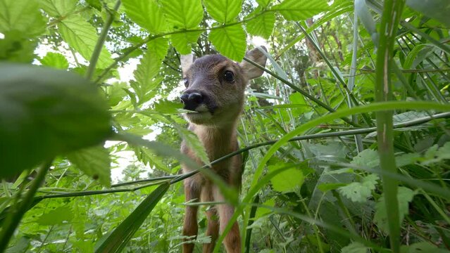 Fawn with white spots looking through the meadow