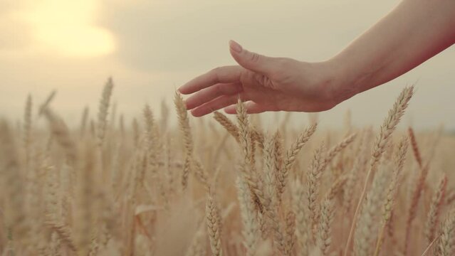 Girl go through field with ripe wheat sunset, hand touches ears. Woman hand, ripe wheat closeup. Girl in red dress go on field, touche wheat palms. Girl touche ears wheat. Concept agriculture. Farmer