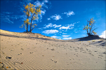 Beautiful exposure is done with its autumn leaf color over the blue sky in the sands dunes.