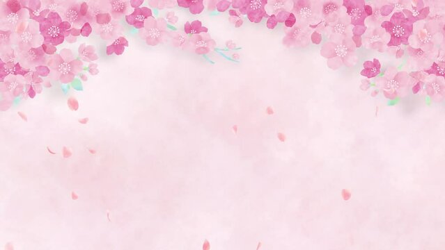 Watercolor cherry blossoms. Abstract pink background.loop video.(088)