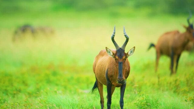 A red hartebeest (Alcelaphus buselaphus cokei) grazing by facing towards the camera.