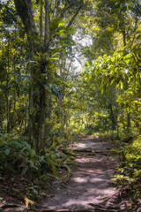 path in the forest Bosque de las Nuwas San Martín Perú