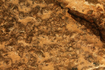 Fossil Shell Beach or Fossil Shell Beach (literally Seashell Graveyard) is located at Ban Laem Pho in Krabi, Thailand 