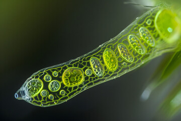 euglena under microscope