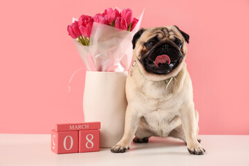 Cute pug dog with tulips and cube calendar near pink wall. International Women's Day celebration