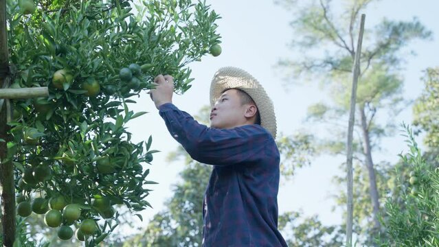 Asian handsome young man farmer orange, The gardeners are collecting oranges in farm agriculture area in chiang mai pha daeng Thailand, orange garden.