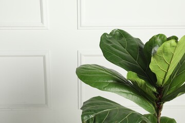 Fiddle Fig or Ficus Lyrata plant with green leaves near white wall, space for text