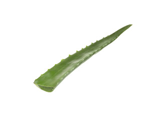 One aloe vera leaf isolated on white