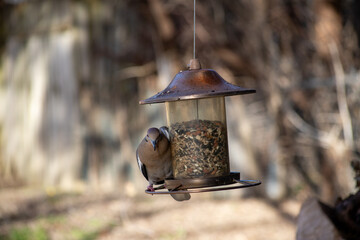 Mourning dove squeezing on to a perch on a bird feeder