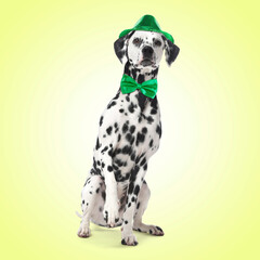 St. Patrick's day celebration. Cute Dalmatian dog with green hat and bow tie on yellow background