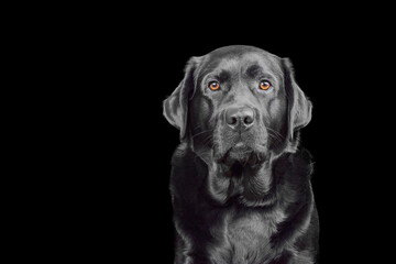 Studio portrait of a purebred Labrador retriever dog. A pet dog on a black background.