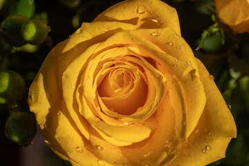 Yellow rose with water droplets on the petals