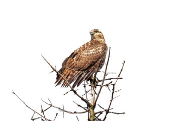 Red-Tailed Hawk Perch on a Pine Tree