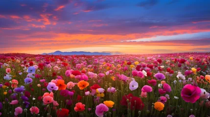 Foto op Canvas Beautiful panorama of blooming poppy field at sunset. Panoramic view © Iman