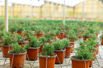 Fototapeta na wymiar Rows of pots with fragrant organic rosemary seedlings growing in glasshouse