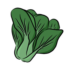 green leaf isolated on white, vegetable illustration