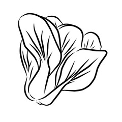 illustration of a vegetable, line stroke of vegetable