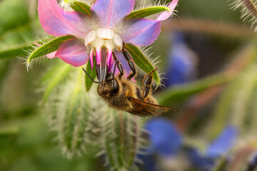 Purple and blue borage blossom flowers with a honey bee enjoying the nectar on a summer day in the...