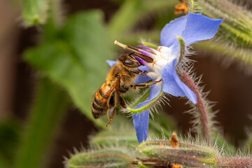 Close up of a honey bee drinking nectar from a borage blossom in the garden macro close-up