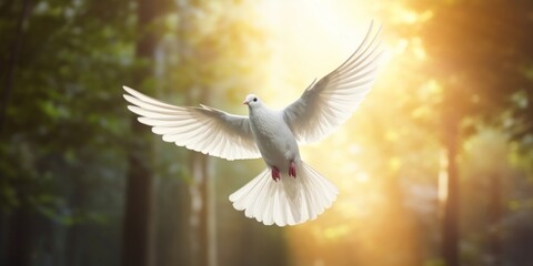 Flying white dove on sunset sky background. Concept of peace and love.