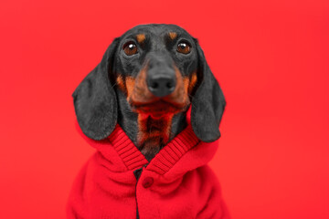 Portrait of a dachshund dog in a red hoodie against a bright background looking purposefully into...