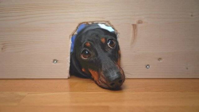 Curious dachshund dog sticks its head into hole in wooden wall, looks at the panel with helpless look, tracks a mouse in hole, sinker, hunts prey Pet locked in a box, head stuck out, pathetic looking