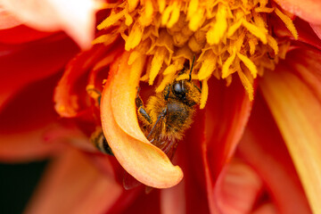 Close-up of a shy bee deeply nestled in the petals enjoying the pollen of this golden dahlia blossom