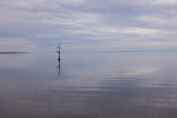 Mangrove Tree Reflected On River