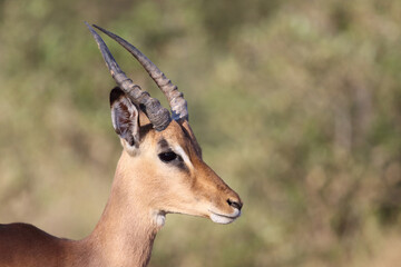 Schwarzfersenantilope / Impala / Aepyceros melampus