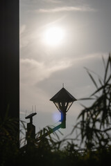Fototapeta na wymiar Silhouette of a tree and a street lamp.