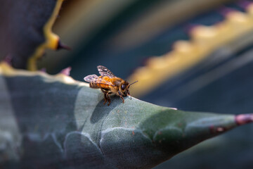 Honey bee resting on a cactus branch