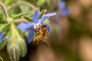 Close up of a honey bee and borage blossom in the garden