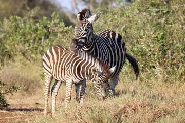 Steppenzebra / Burchell's zebra / Equus quagga burchellii.