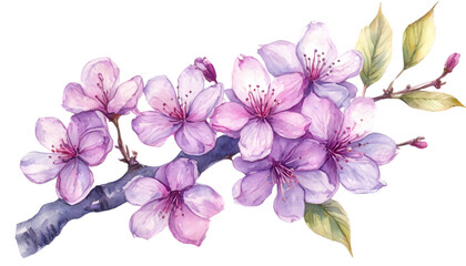 Purple watercolor cherry blossom branch. 