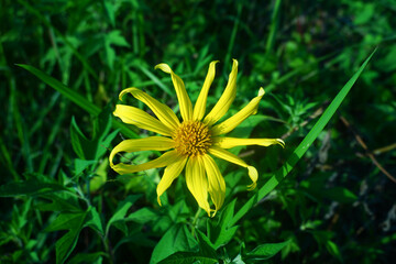 Yellow flower of dandelion