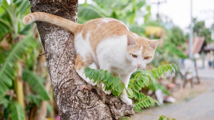 cat on the tree